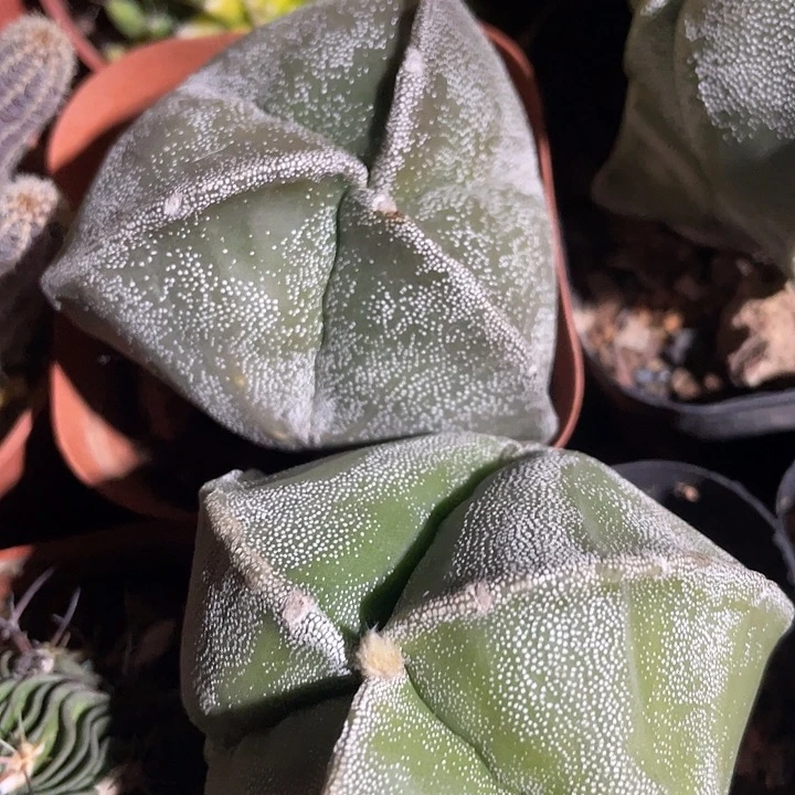 石生根三角鸾凤玉满25包邮