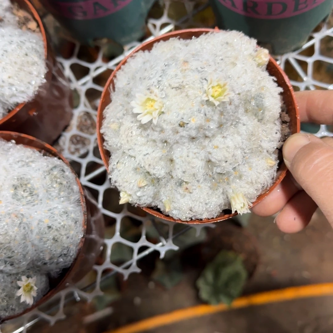 柠***吖可口可乐了可口可乐了可口可乐了