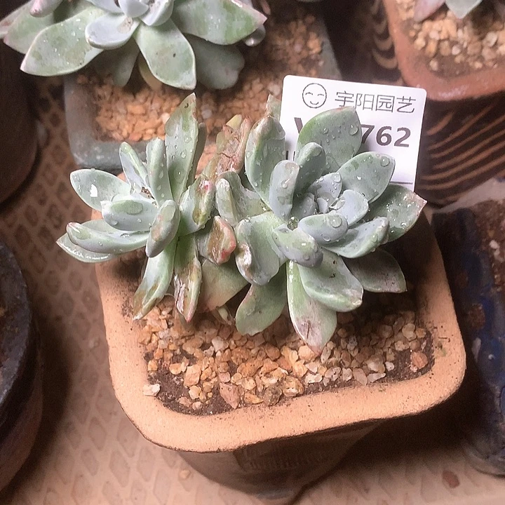 8762泡芙仙女杯多肉