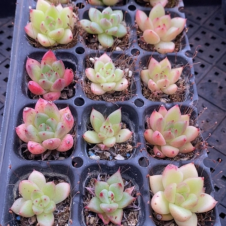 127 多肉植物盆栽花卉