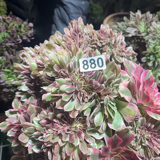 贵***部多肉植物一个女郎880