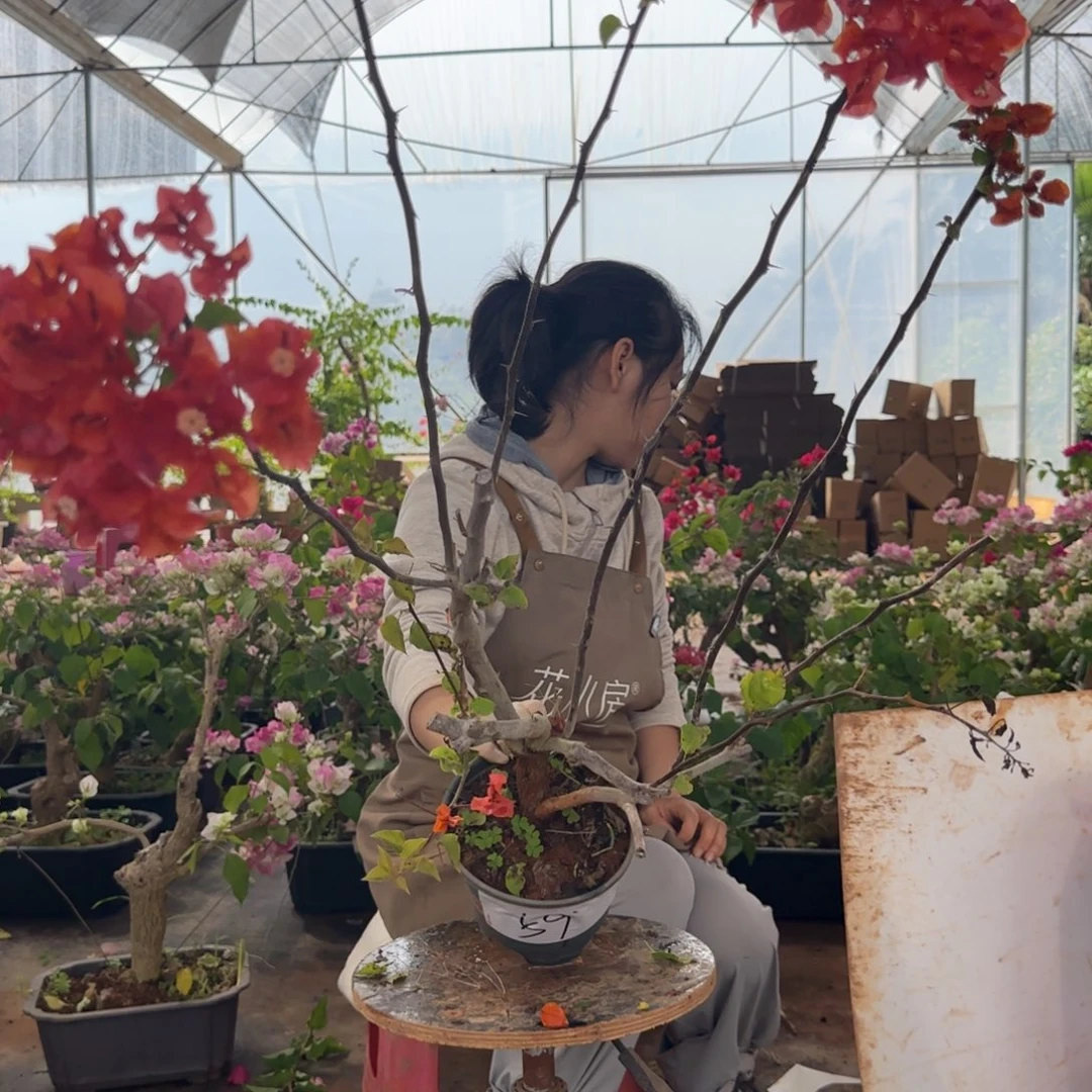 大部分花苞少量开放绿叶橙 59