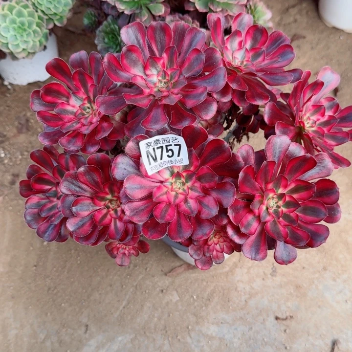 757丽娜官服20左右2