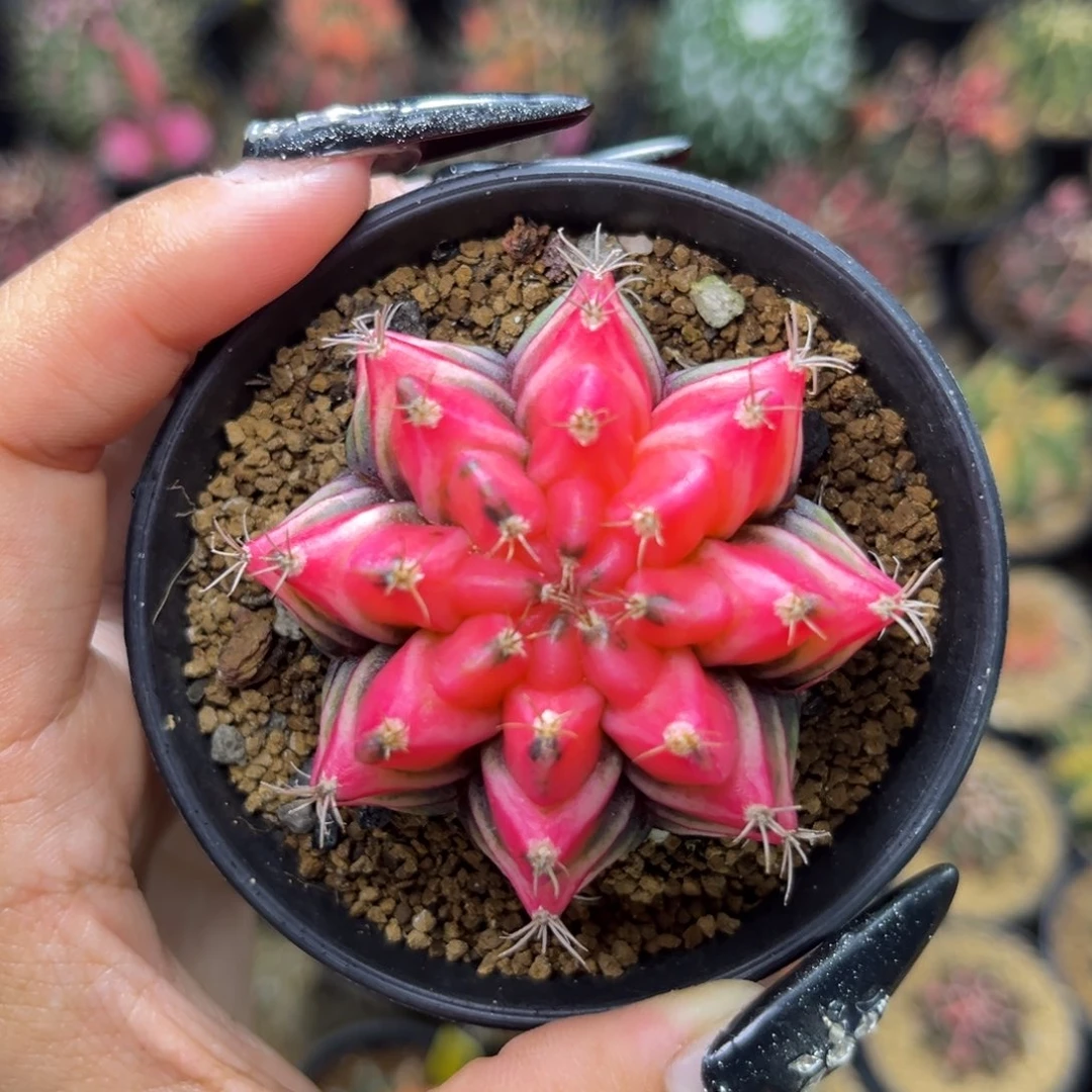 泰系米哈锦 带盆土发货