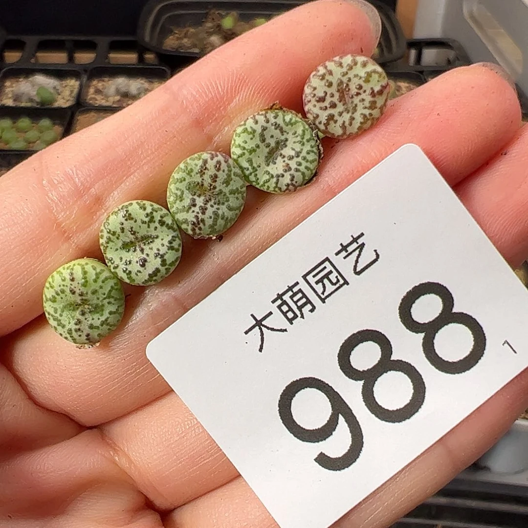 量拍泡泡安贞5颗一组