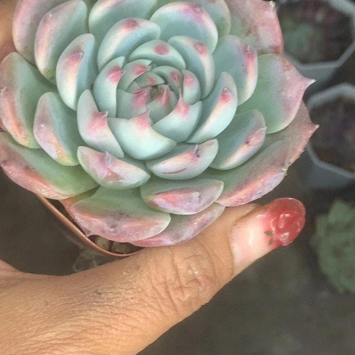 吉娃娃。方。（满9.99包邮不满9.99发叶子）