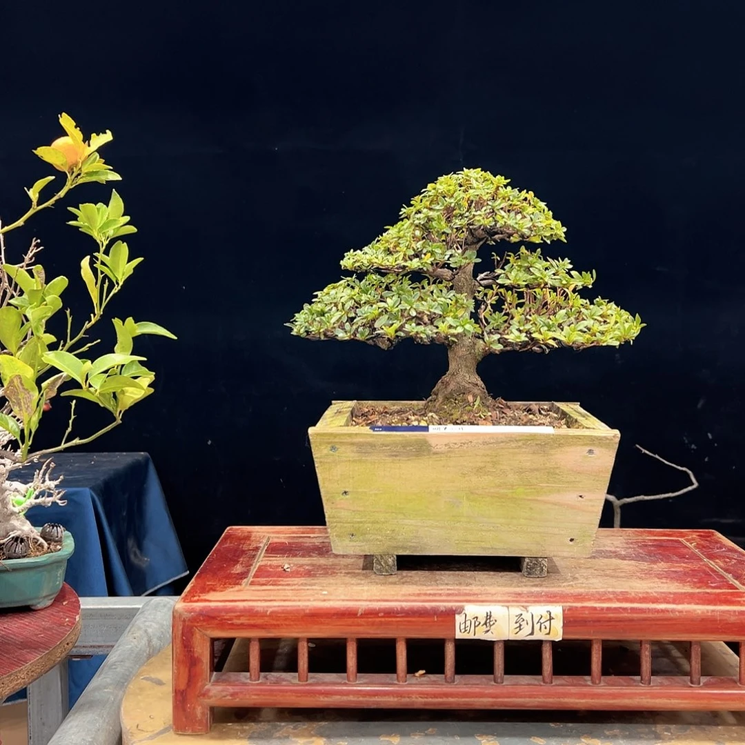 用***1无花朵杜鹃花的诗