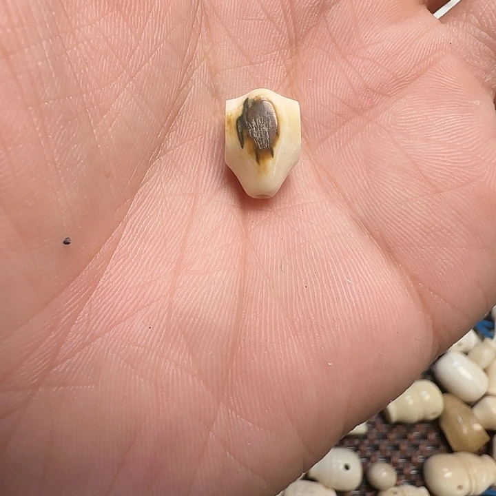 三***水三水猛犸牙10鲨鱼背