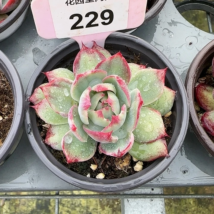 z***Z229 惊鸿仙子多肉植物6-9cm