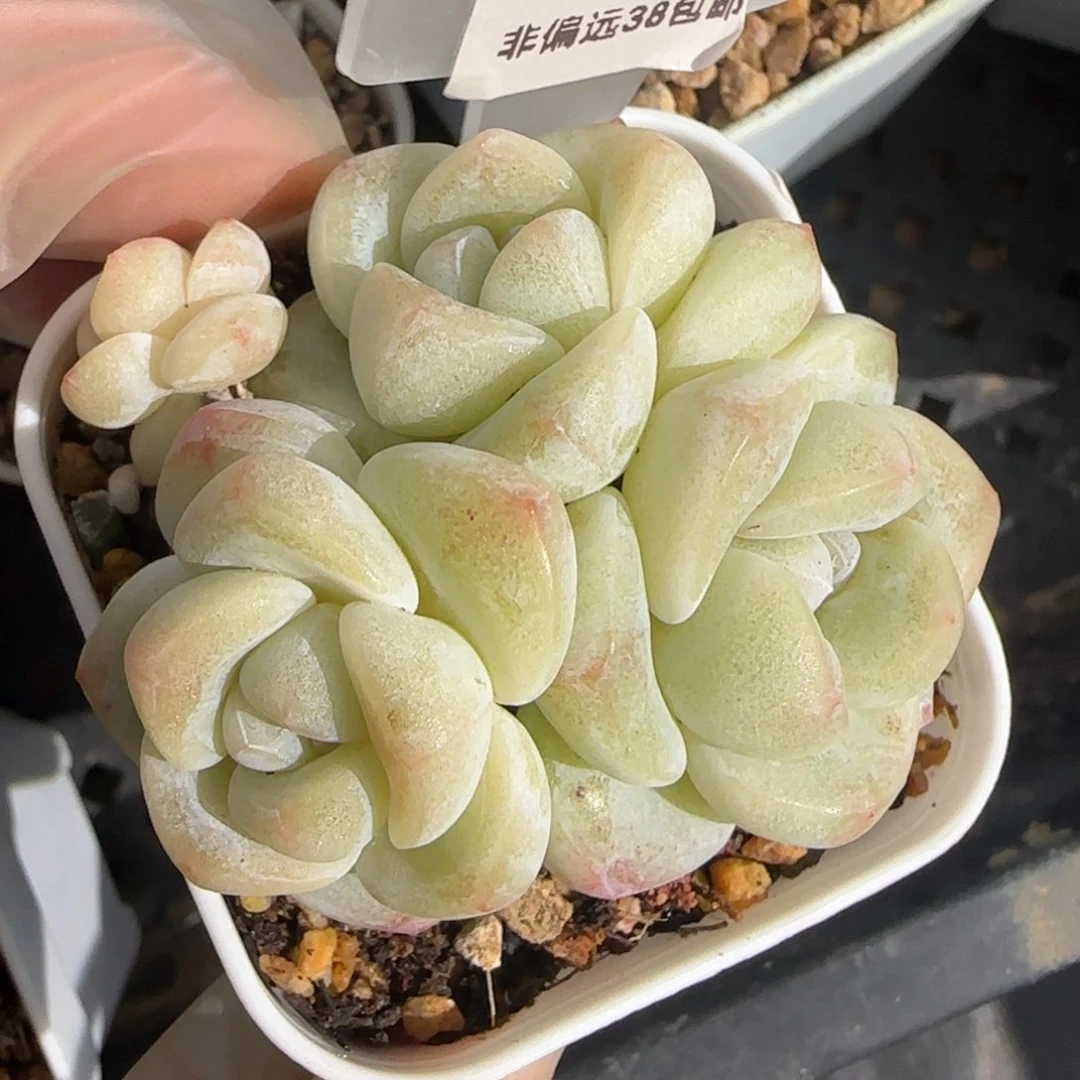 129东篱下多肉植物盆栽