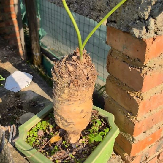 抱***芳铁树一个土球发货