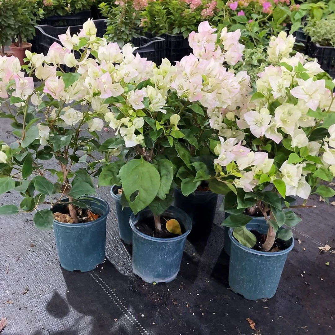 大部分花苞少量开放绿樱掌中宝一颗