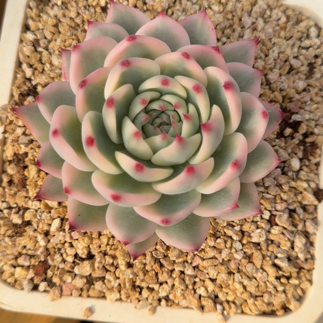 吉娃娃锦多肉植物