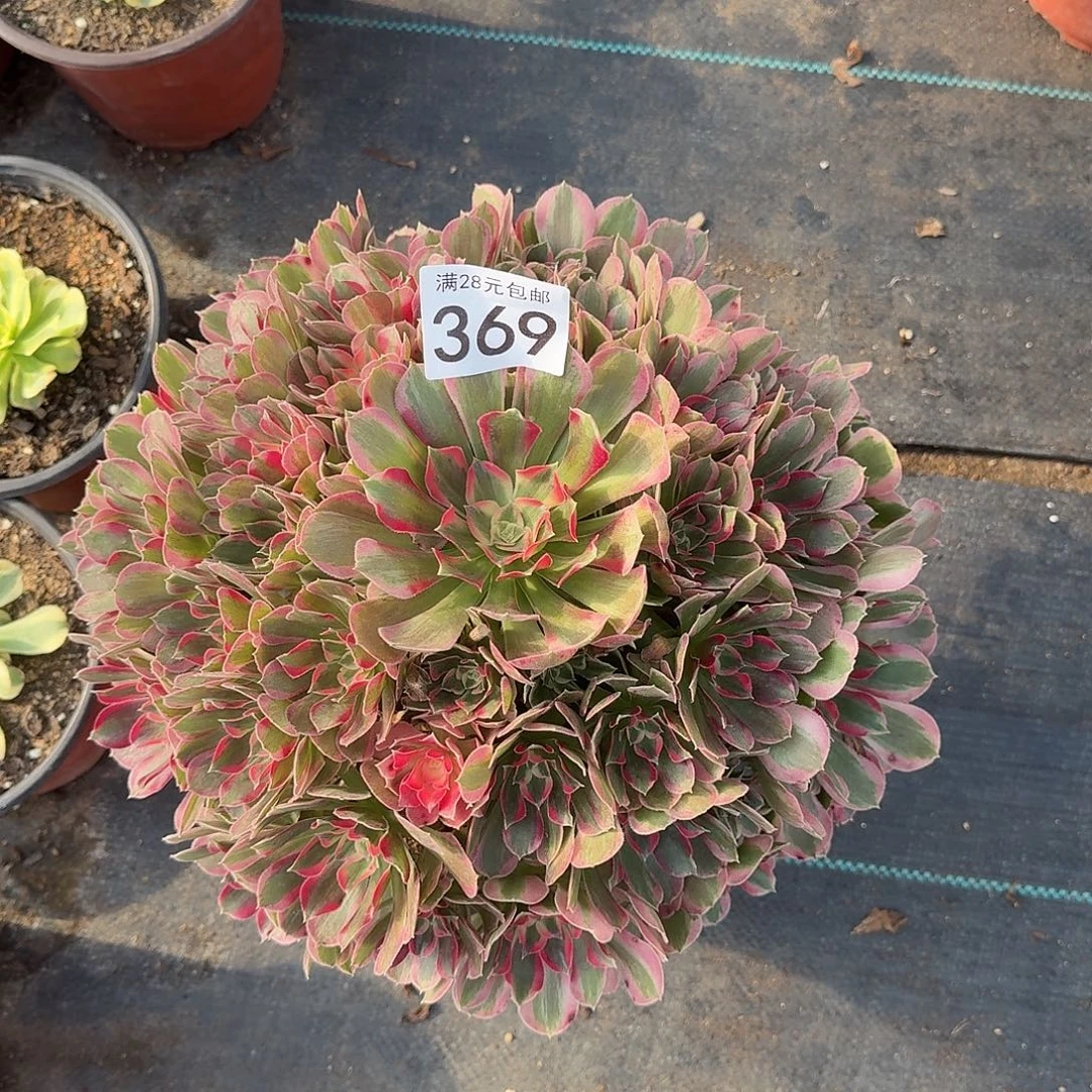 妖月0000000000000369