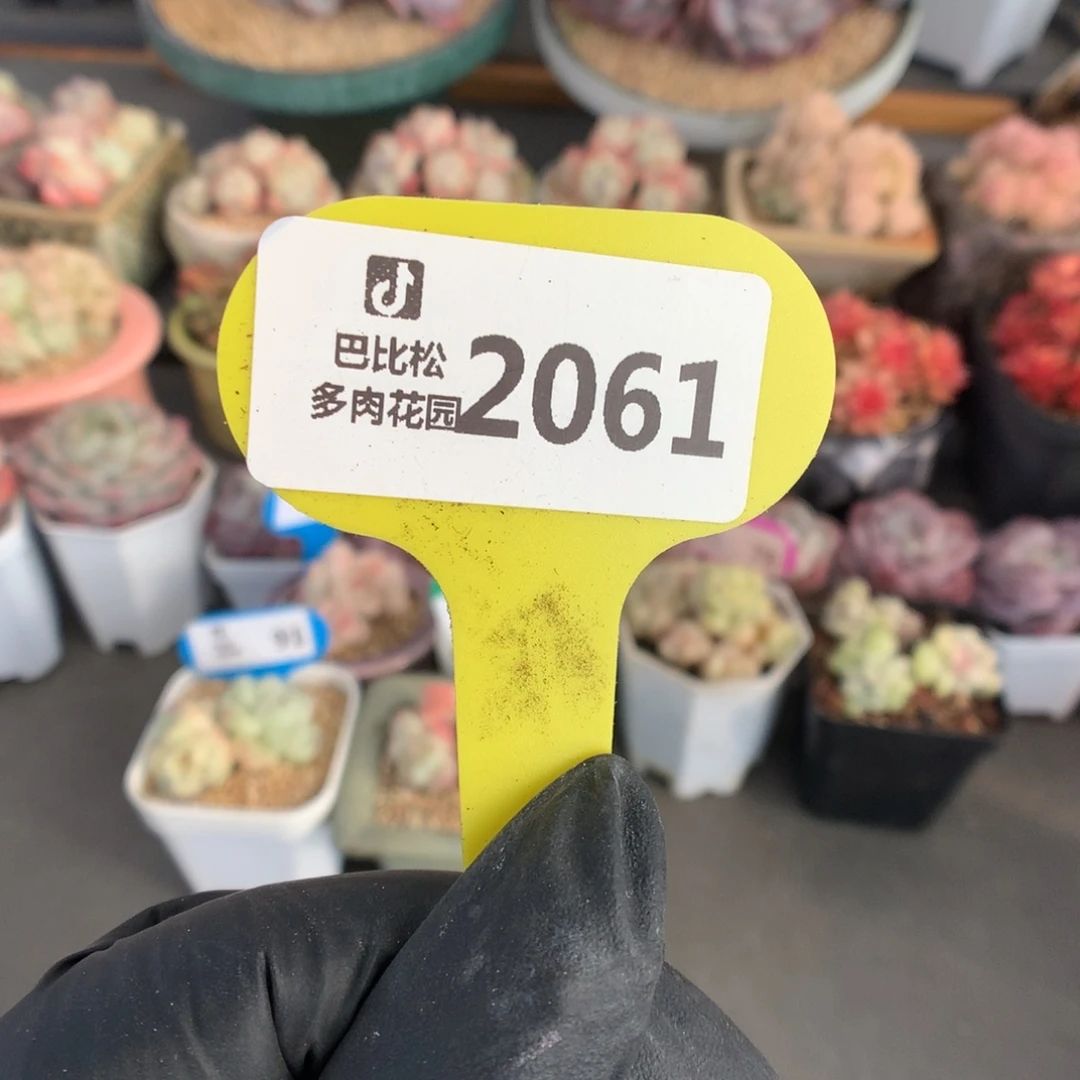 2061 冰玉石化盲盒拍