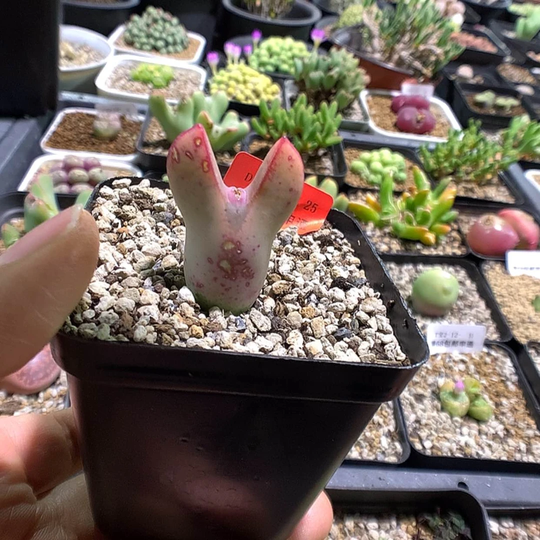 【闪购商品】2-12-25 少将一颗特 10