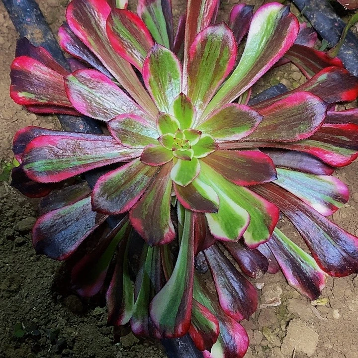 多肉植物保护研究所