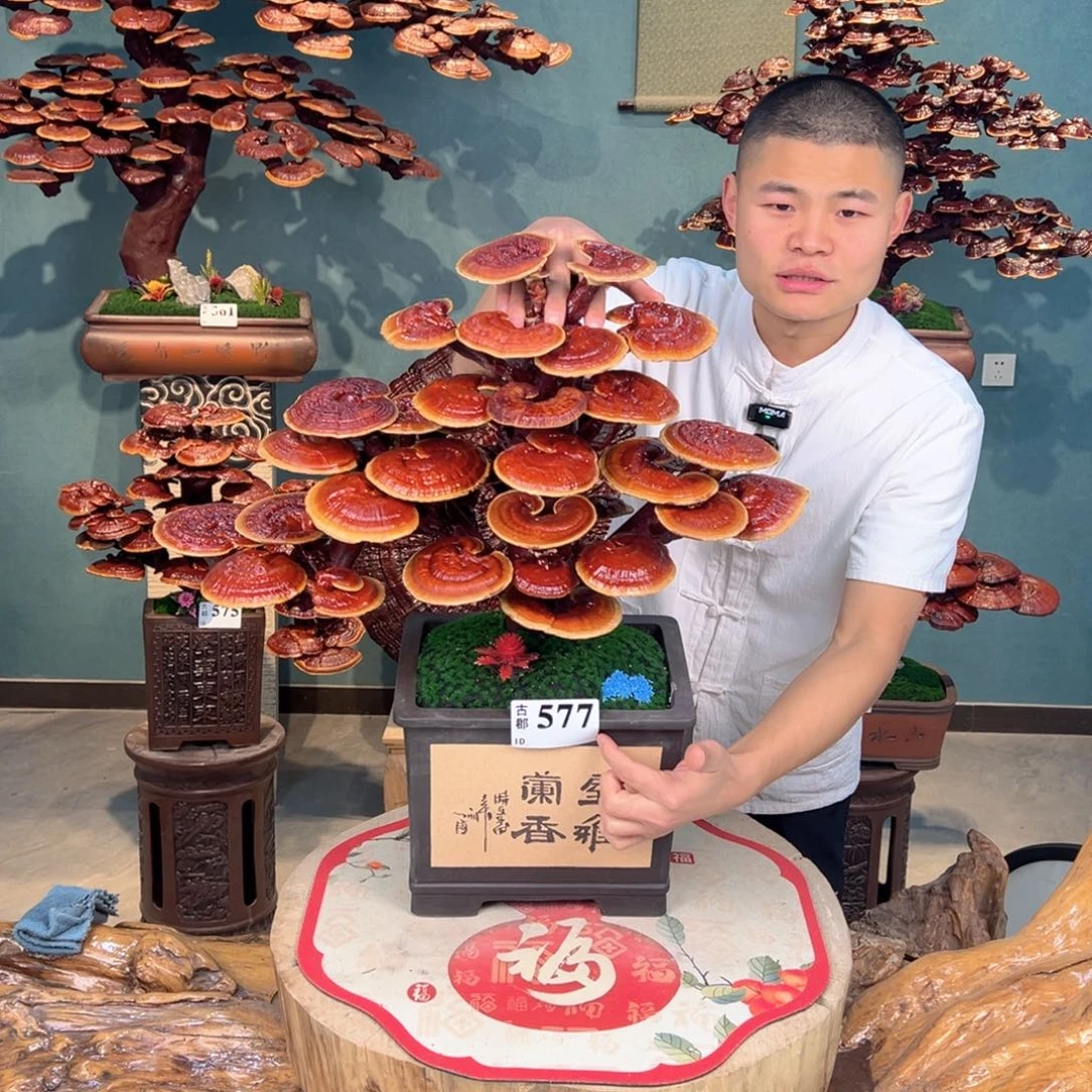 无花朵888888888888