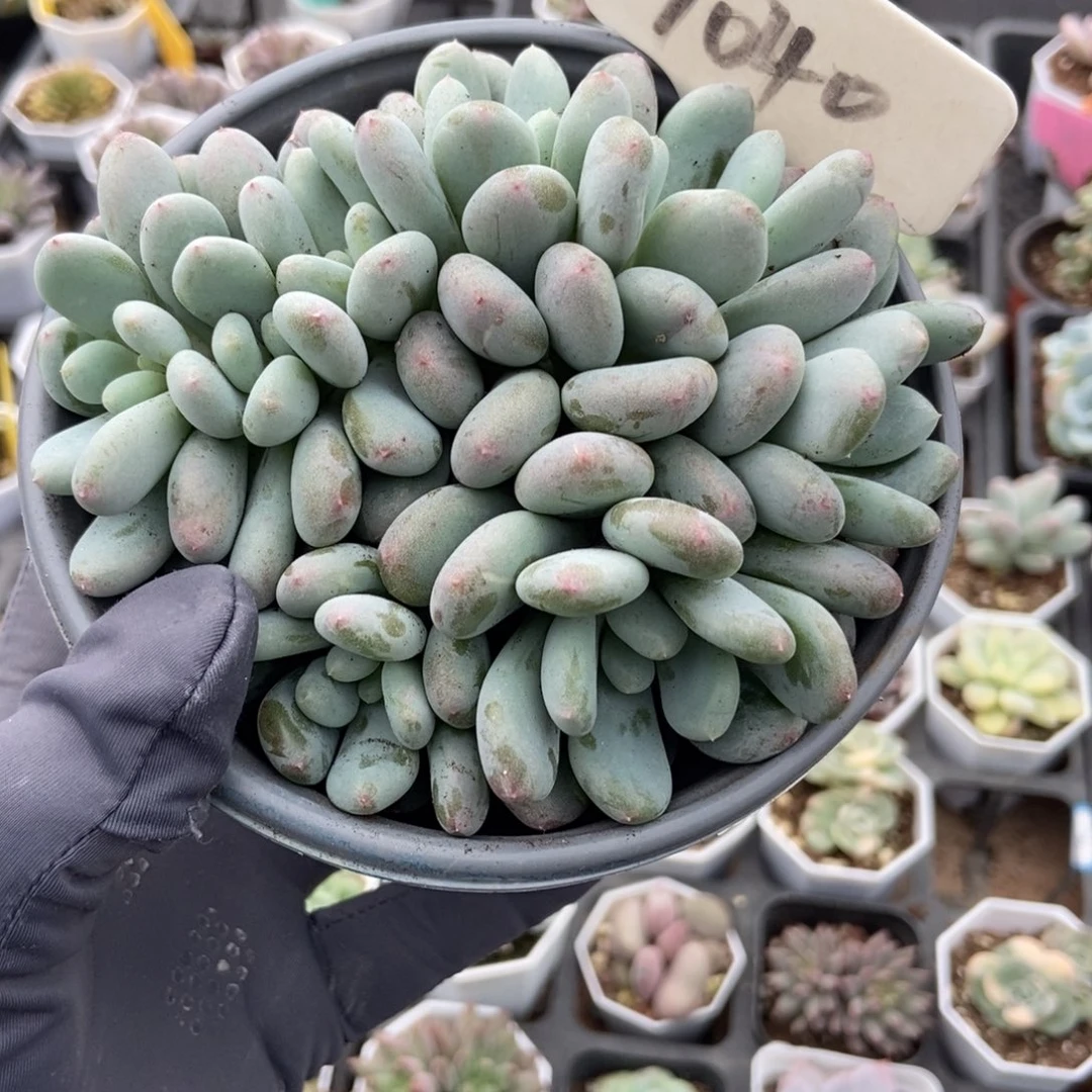 1040香香雪多肉植物