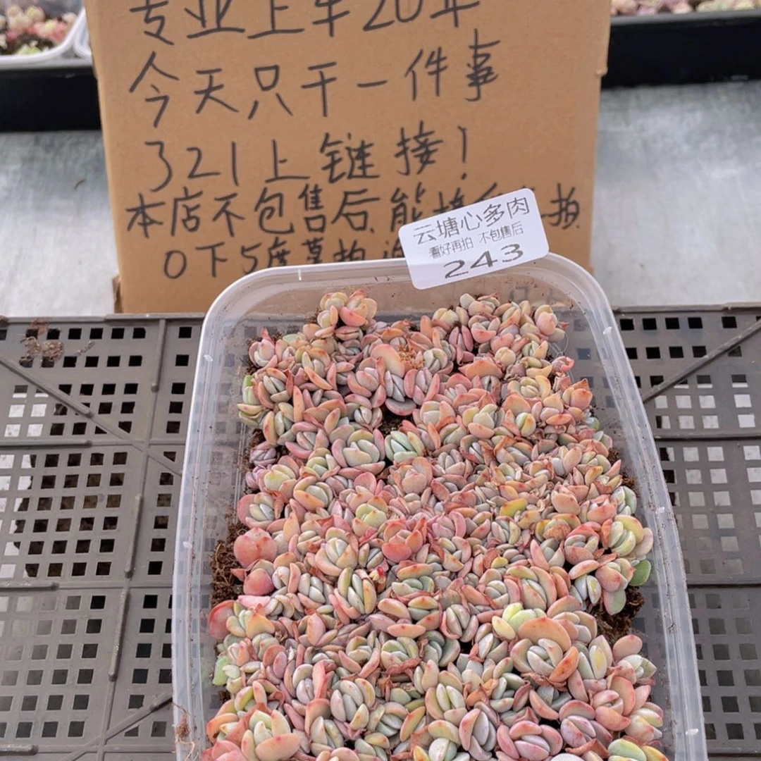 云糖心多肉植物243