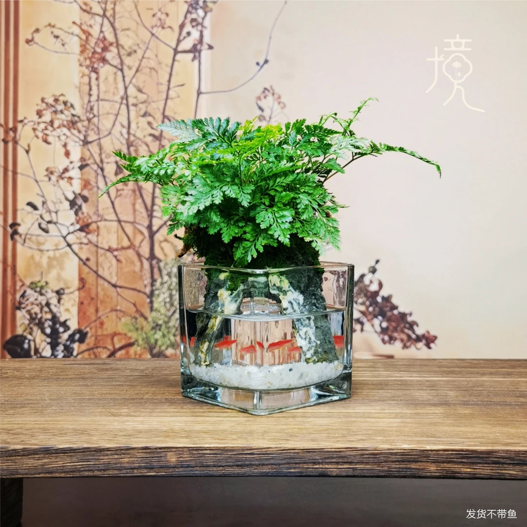 [福利蕨-O]狼尾蕨成品创意绿植苔藓桌面中式国风禅意摆件8*8*8cm