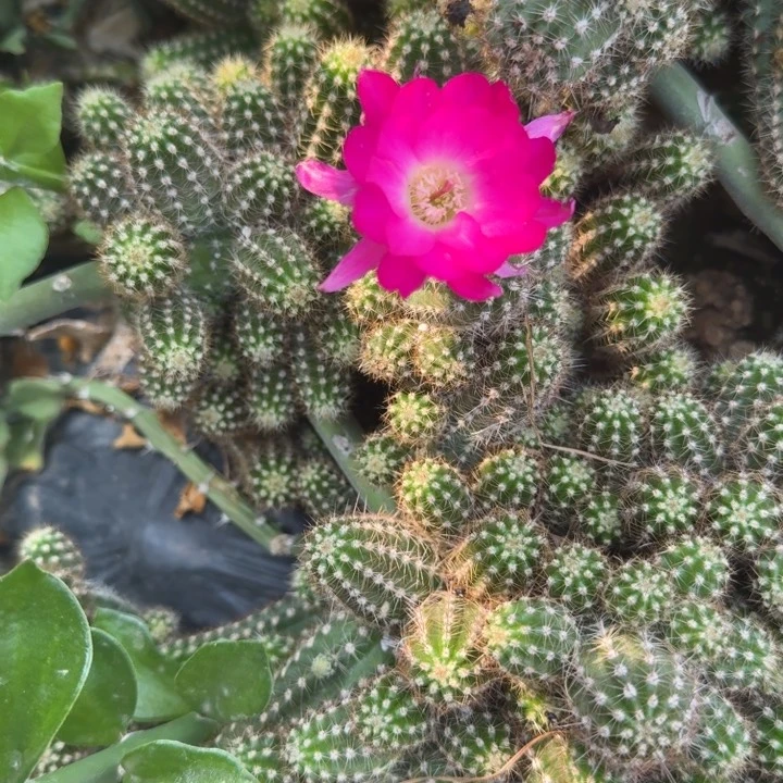 白檀仙人掌240侧芽一个