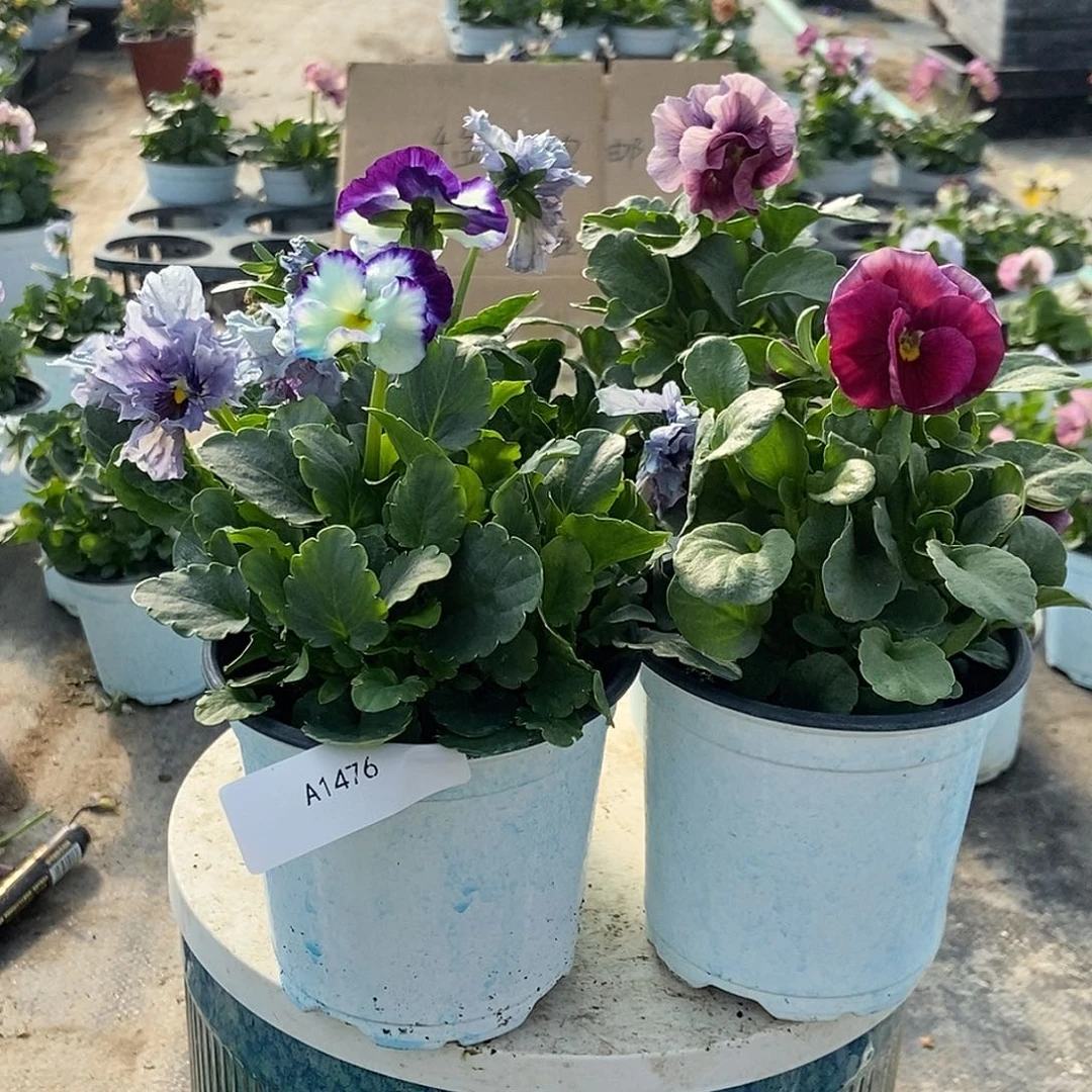 大部分花苞少量开放1476