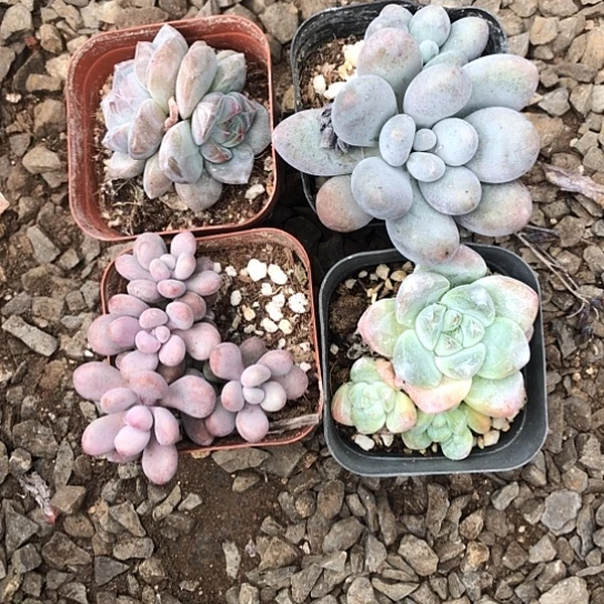 随机的小伙伴一起玩耍快