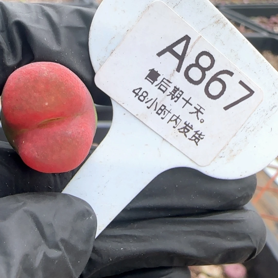 福利。 867。