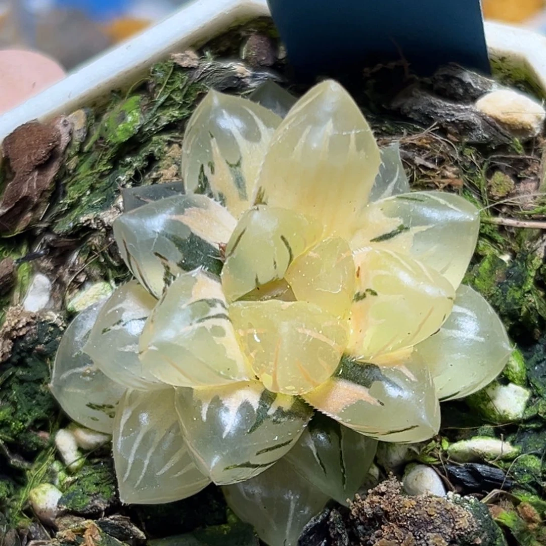 恭喜发财大吉大利772