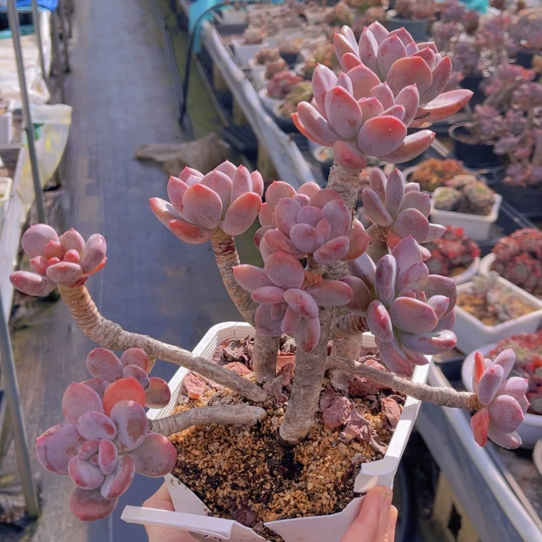 特价灰姑娘全状态精品