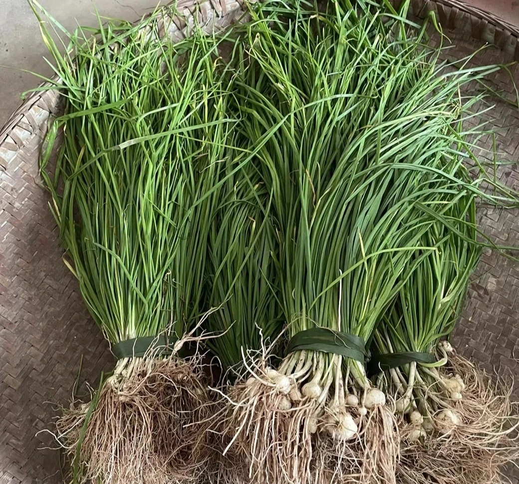 【野葱】大山里的野葱