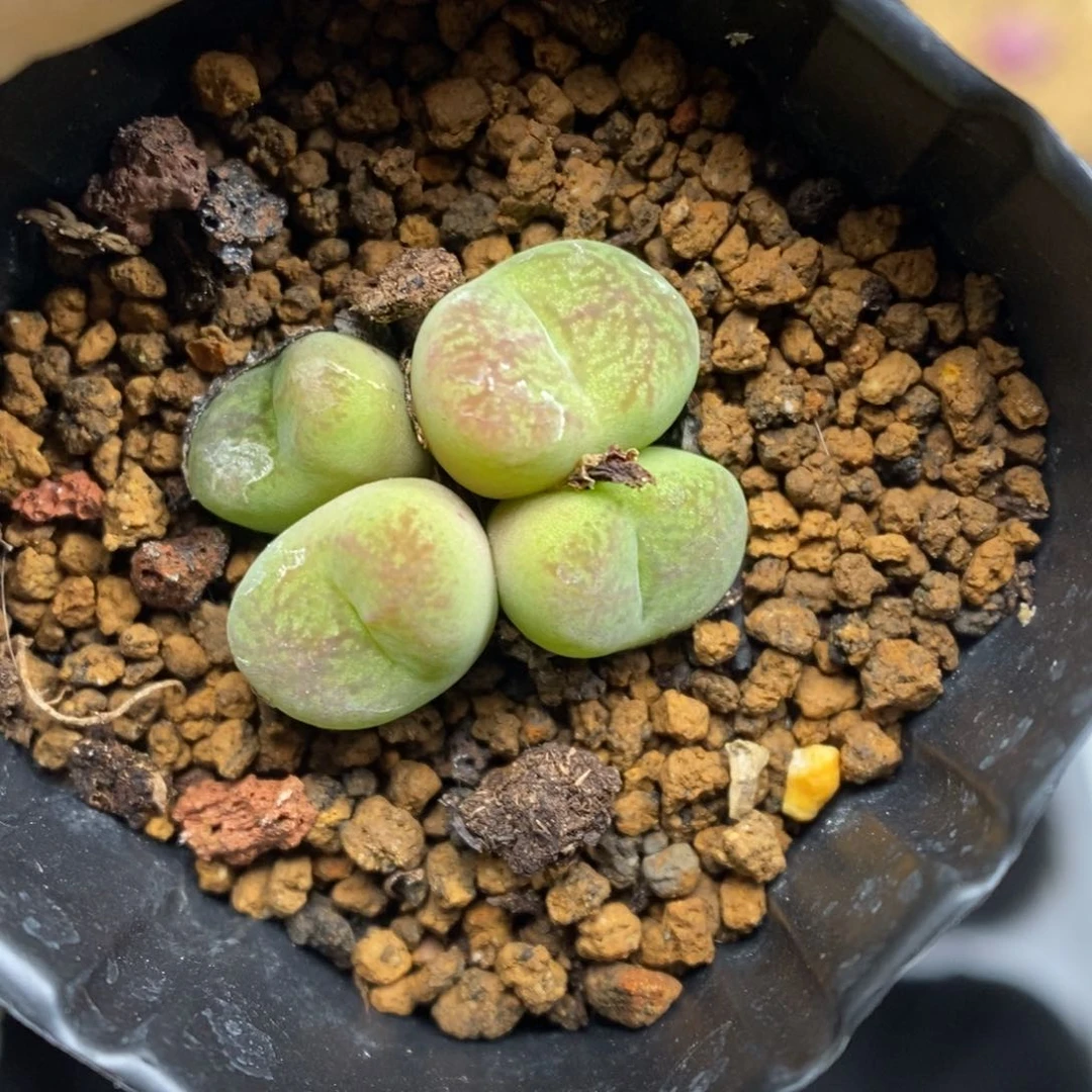 多肉植物肉锥杂交K-3621 福利