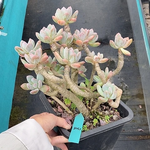 1305多肉植物老桩