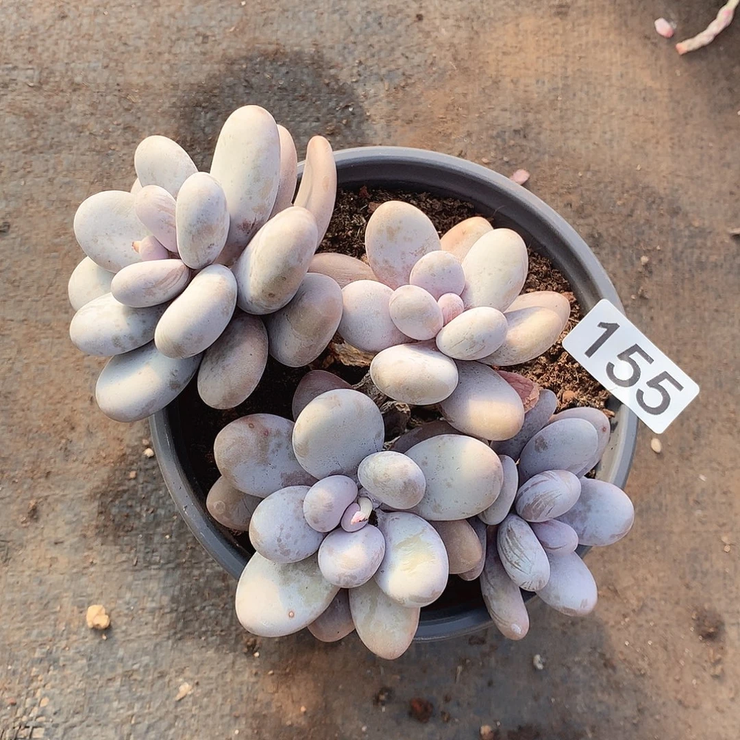 155奶酪一物一拍多肉