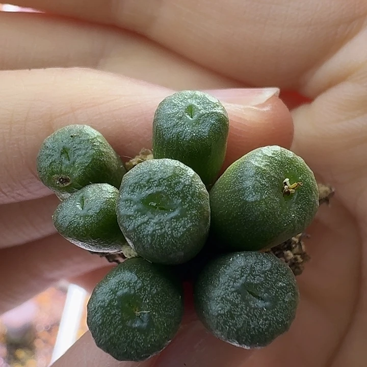 2号流水铜壶一物一拍