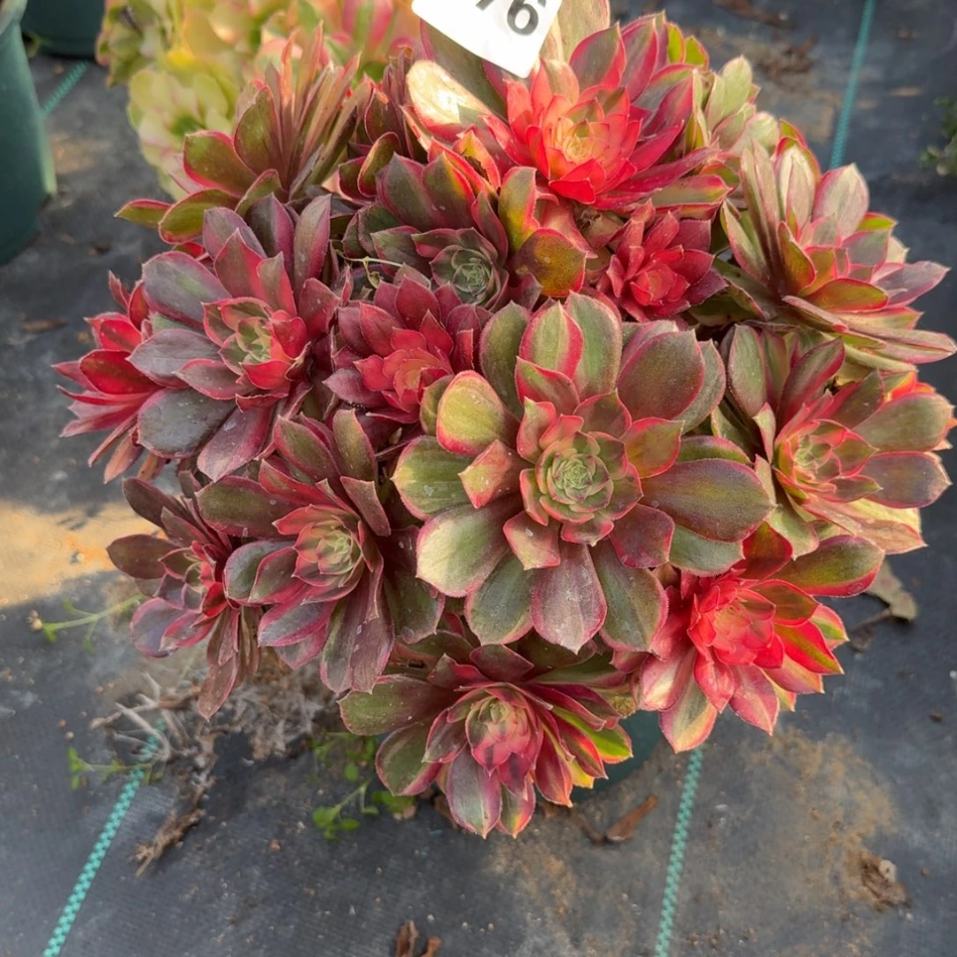 376黑魔禁多肉植物福利