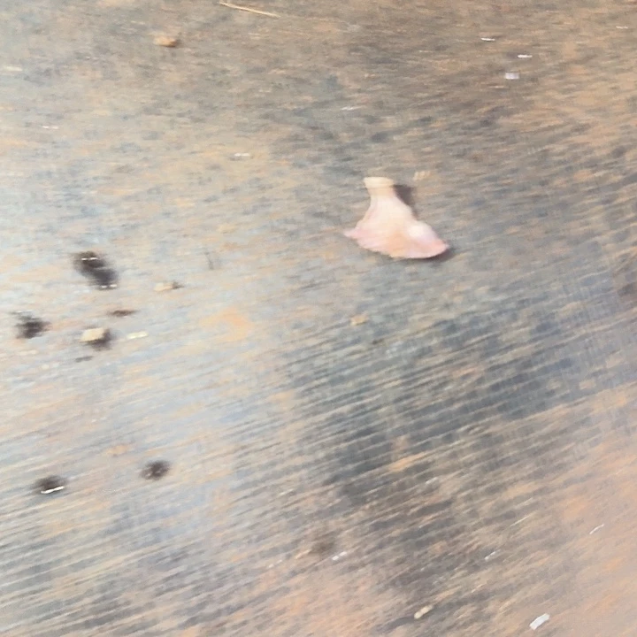 宸***宸老斯多肉组合小可爱