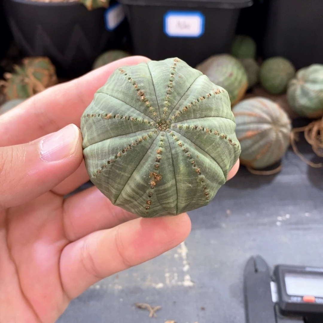 20 欧系实生布纹球多肉植物