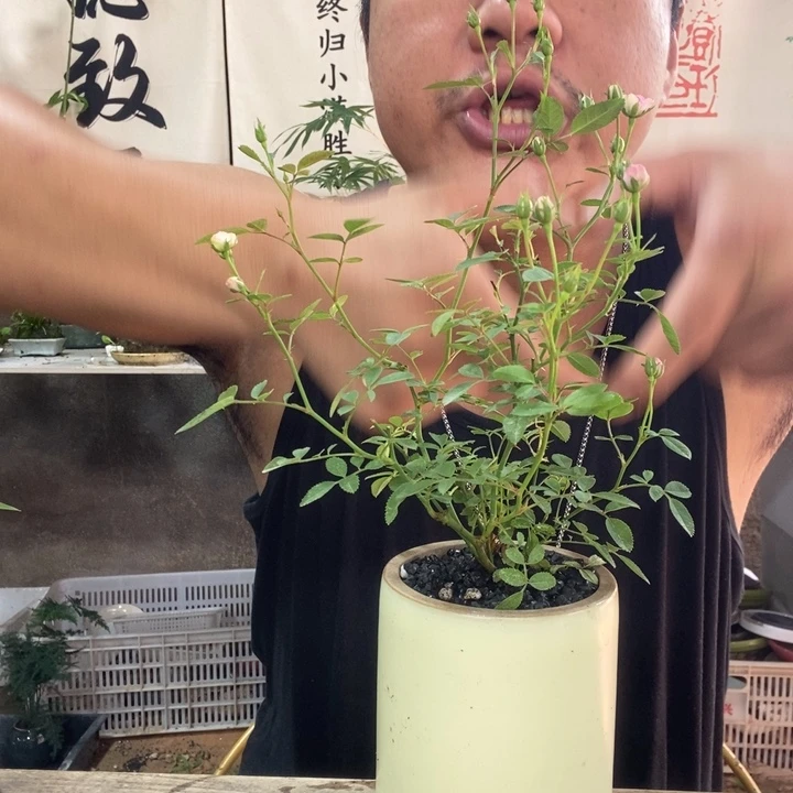 鸿***风无花朵退款拉黑拉黑270