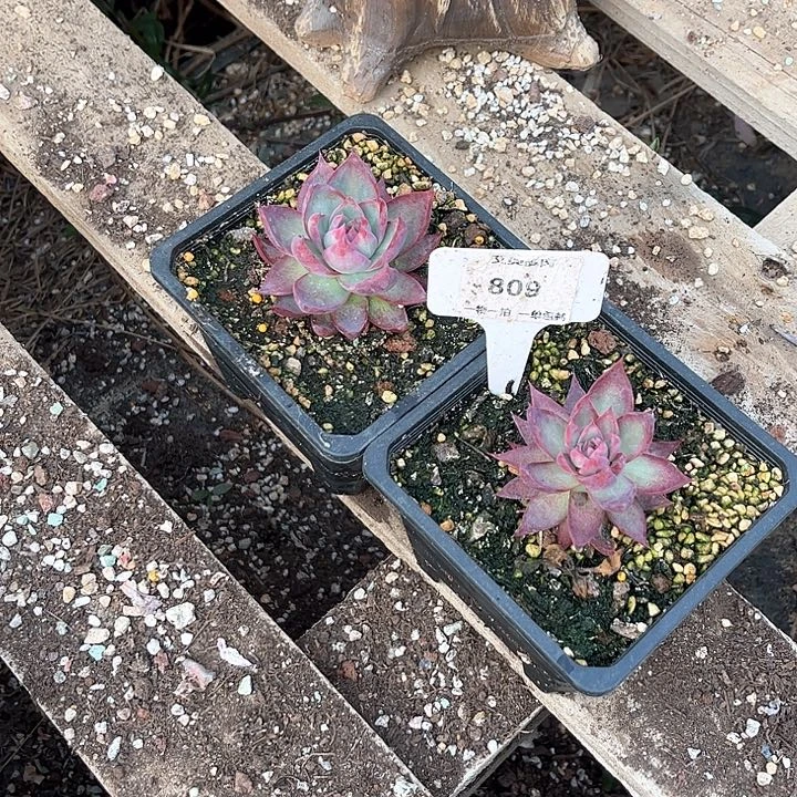 红陶°****?惊鸿仙子2颗多肉植物