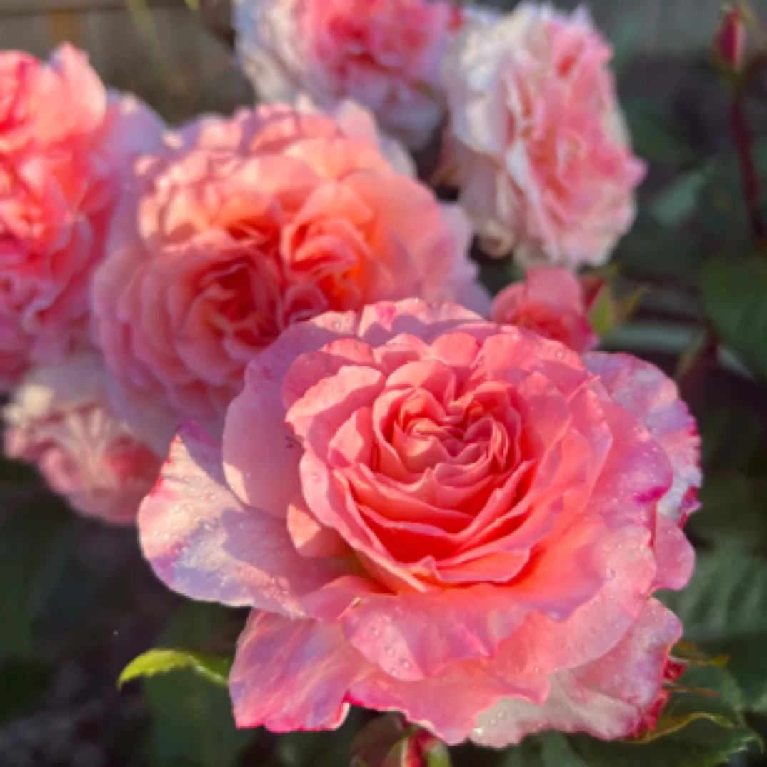 奥古斯塔-路易斯 浓香大花 四季开花 盆栽月季花 阳台庭院室内外