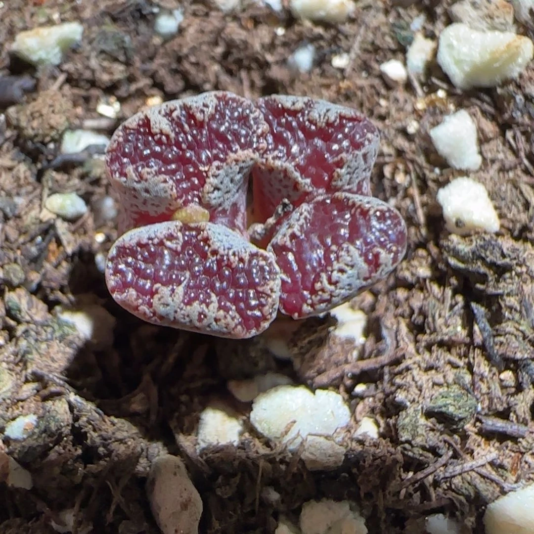 肉锥多肉植物组合-蝴蝶948