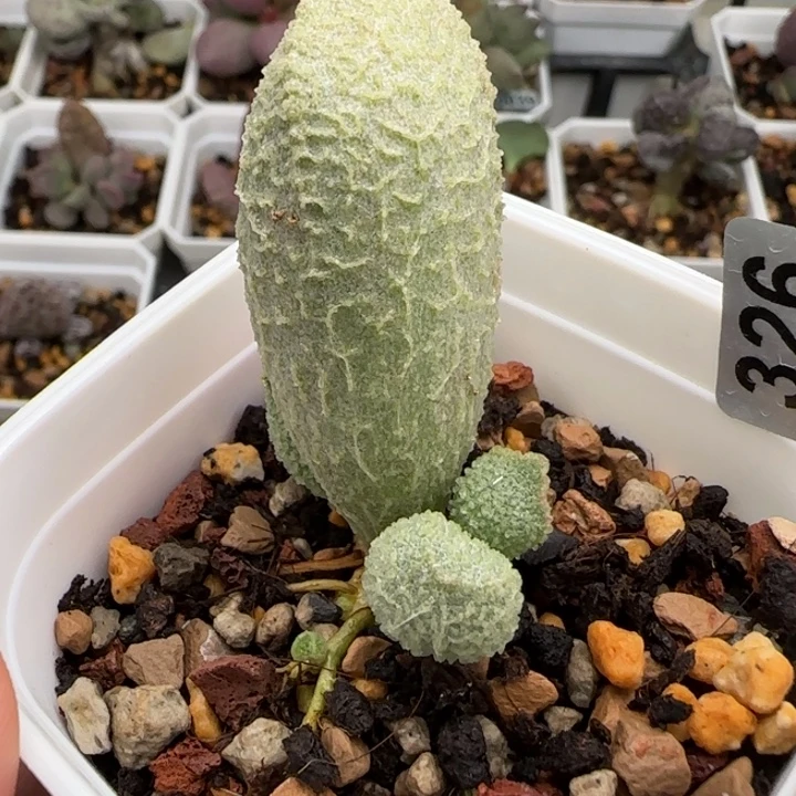 翠花水泡多肉植物326