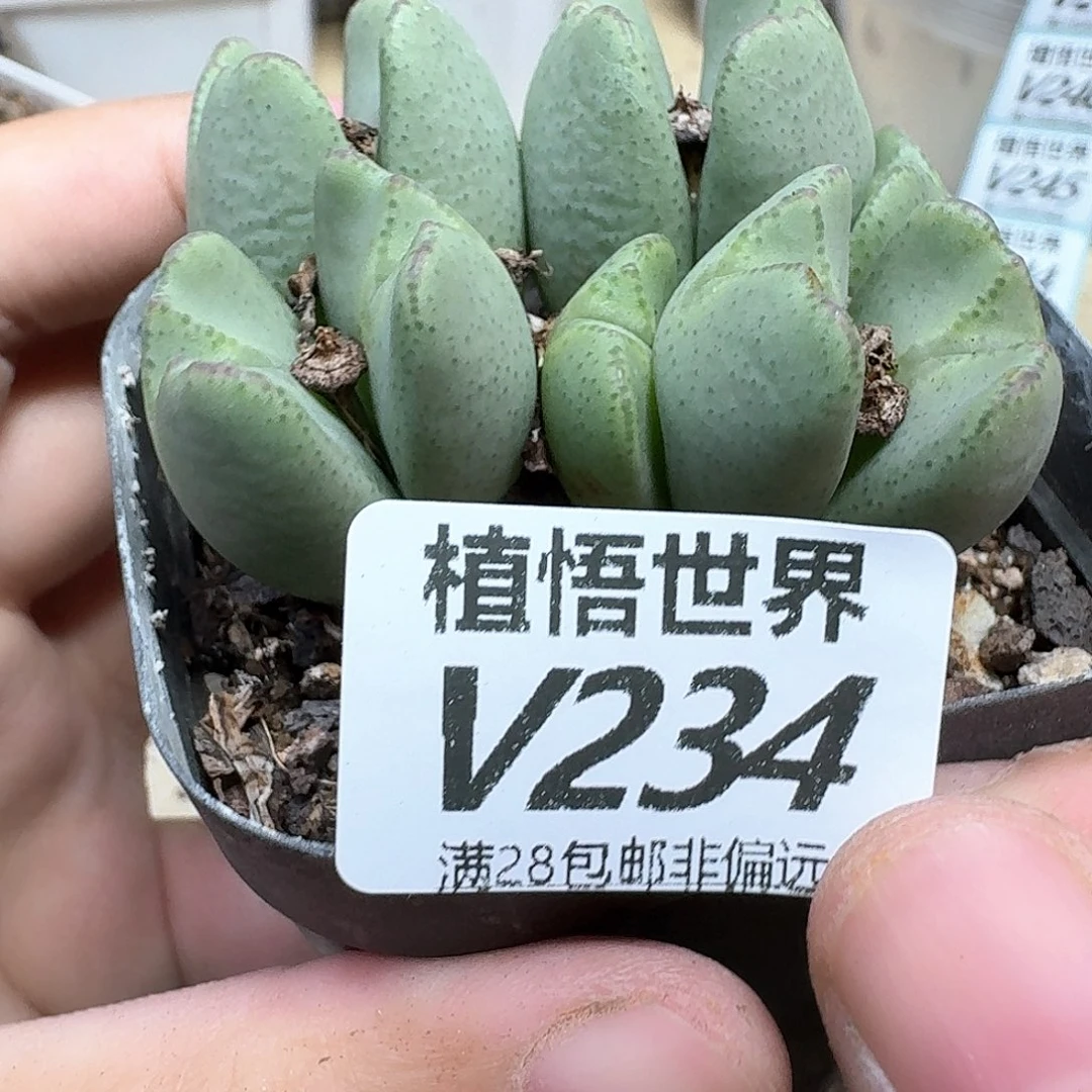 多肉植物的润泽dfg