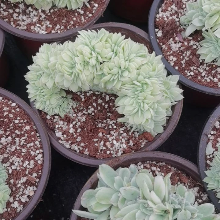 丝绸面纱白覆轮锦缀化（没长根）