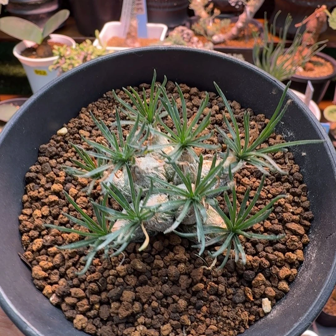 迷你海葱751 仙人掌