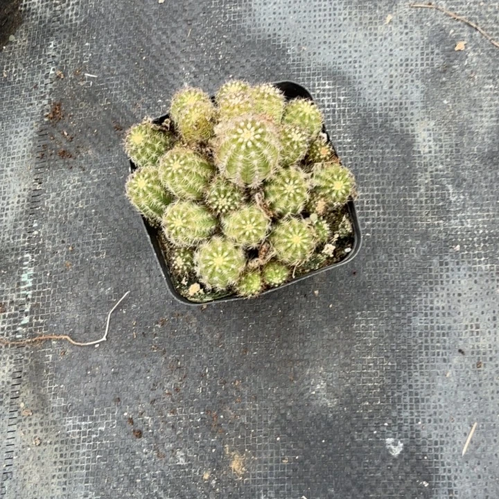 白檀仙人掌imp白檀73