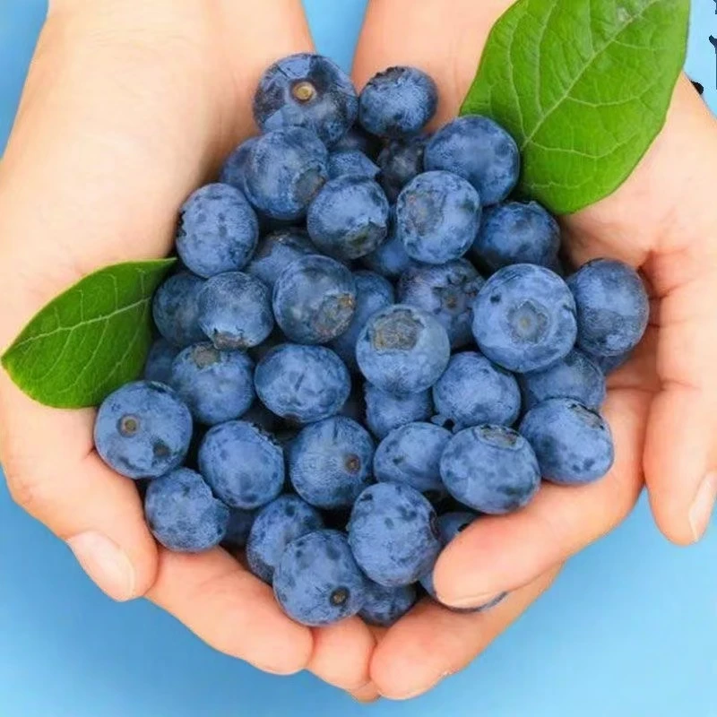 【冷水滩小时达】佳菲花香蓝莓（15mm+）约450g云南省