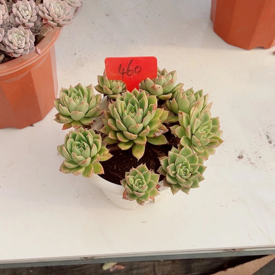 肖*?460玉杯东云多肉植物